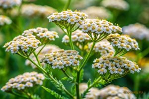 Трава тысячелистника