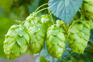 Шишки хмеля