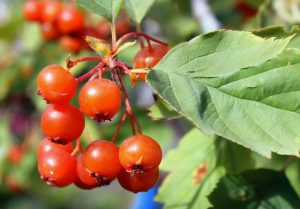 Боярышник