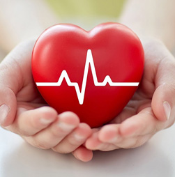 Сердечно-сосудистая система