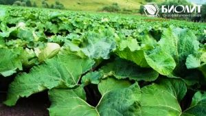 Поле лопуха большого